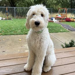 Coconut - Goldendoodle