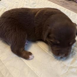 Dasher - Red tri male Miniature Australian Shepherd puppy in Port Saint Lucie, Florida from Charlene Brannon's Mini Australian Shepherds