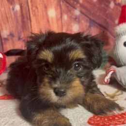 Baltazar - Black and tan male Havanese puppy in Clermont, Florida from Country Sweet Havanese and Creative Coaching