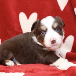 Lucky - Red tri male Miniature Australian Shepherd puppy in Foxworth, Mississippi from Ten Mile Aussies