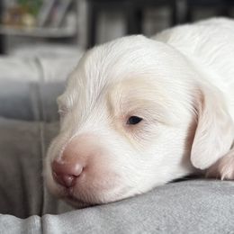 Boy 2 - Cream male Dachshund puppy in Somerset, Pennsylvania from Rae’s Dapper Dachshunds