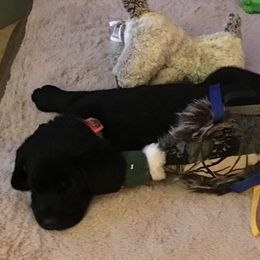 Labrador Retriever Puppies from Wild Feather Hunting Dogs