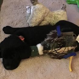 Labrador Retriever Puppies from Wild Feather Hunting Dogs
