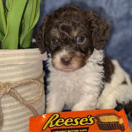 Aussiedoodle, Bernedoodle, Goldendoodle, and Poodle Puppies from Vallevistadoodles