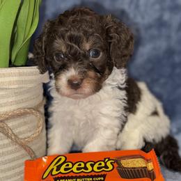 Aussiedoodle, Bernedoodle, Goldendoodle, and Poodle Puppies from Vallevistadoodles
