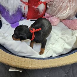 Girl 1 - Black and tan female Manchester Terrier puppy in Oak Harbor, Washington from Spirit Kennels