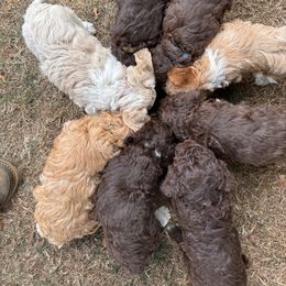 Lagotto Romagnolo puppies from Stan and Merrie's Lagotto Romagnolo
