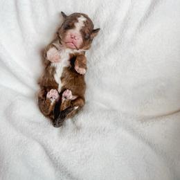 Valor - Sable male Bernedoodle puppy in Jackson, Missouri from Pincksten Family Doodles