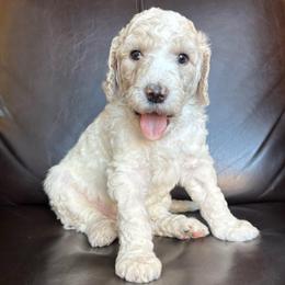 Snickerdoodle - Cream female Labradoodle puppy in Kingman, Arizona from The Dood Ranch