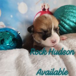 Rock Hudson - Red male Pembroke Welsh Corgi puppy in Louisburg, North Carolina from Lucky Penny Corgis