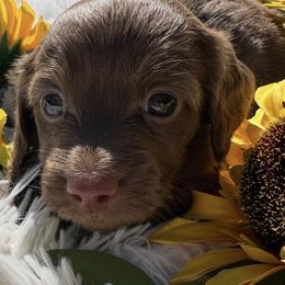 Lilly - Chocolate female Dachshund puppy in Bentonville, Arkansas from T & D Dachshunds by design
