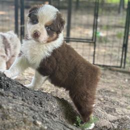 Twister - Red tri-color male Australian Shepherd puppy in Morrow, Ohio from OakHaven Acres Aussies