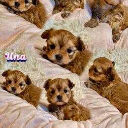 Una - Red female Mi-Ki puppy in Toronto, Ohio from Shekinah’s Mi-Kis & Cricket Hill’s Westies