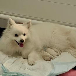 American Eskimo Dog Puppies from Soleil American Eskimos