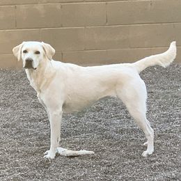 Bailey - Labrador Retriever