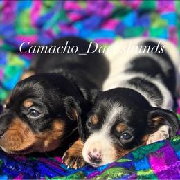 Dachshund Puppies from Camacho_Dachshunds
