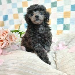 Lyka - Silver female Poodle puppy in Blanch, North Carolina from Faithful Hearts Kennel