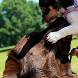 Labrador Retrievers and Teddy Roosevelt Terriers from Fullmoon