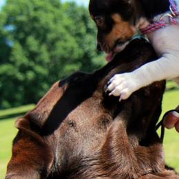 Labrador Retrievers and Teddy Roosevelt Terriers from Fullmoon