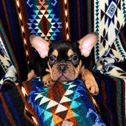 Murphy - Black and tan male French Bulldog puppy in Florida from Doxie Rugrats