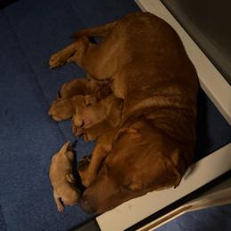 Girl 2 - Yellow female Labrador Retriever puppy in Littlefield, Arizona from Susan Burkey