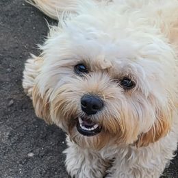 Zoey - Cavapoo