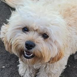 Zoey - Cavapoo