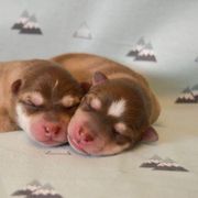 Alaskan Klee Kai puppies from Proper Klee Kai