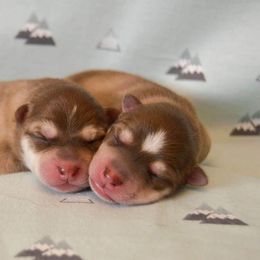 Alaskan Klee Kai puppies from Proper Klee Kai