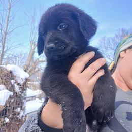 Golden Retriever and Labrador Retriever Puppies from Harvest Moon Farms