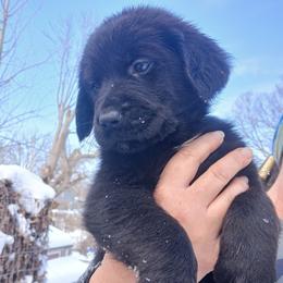 Golden Retriever and Labrador Retriever Puppies from Harvest Moon Farms