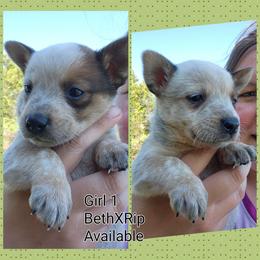 Girl 1 - Red mottled female Australian Cattle Dog puppy in Bradford, Arkansas from Cedar Rock Heelers and Kelpies