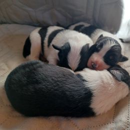 Border Collie Puppies from Kait Standal