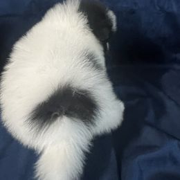 Pomeranian Puppies from Country Lane Kennels