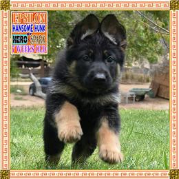 EPSILON - Black and red male German Shepherd puppy in Murrieta, California from Diamond Oaks German Shepherds