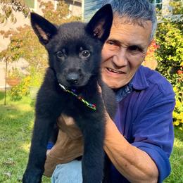 Red Tag - Black female German Shepherd puppy in Jersey City, New Jersey from Von Gonta Haus German Shepherds