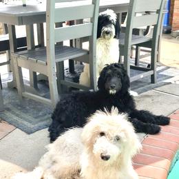 Double Doodle Puppies from Móraí’s Doodles