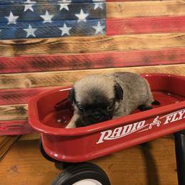 Girl 1 - Fawn female Pug puppy in Auburn, Kentucky from Prentice Family Pugs