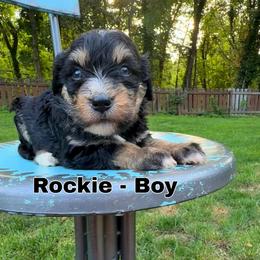 Rockie - Tri-color male Bernedoodle puppy in Sherman, Illinois from Shirl Doodle Life
