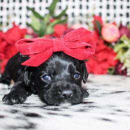 Belle - Black female Cockapoo puppy in Rattan, Oklahoma from Double M Cocker Spaniels