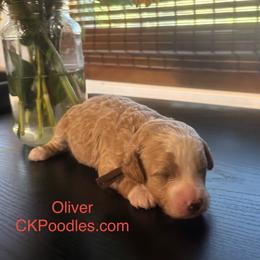 Oliver - Cream male Poodle puppy in Lance Creek, Wyoming from CK Poodles LLC