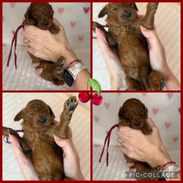 Sandy - Red  female Poodle puppy in Mount Vernon, Illinois from AMC Poodles