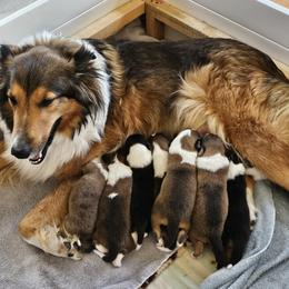 Old Time Scotch Collie Puppies from Ashgrove Farm