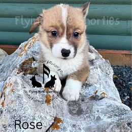Rose- AKC - Sable female Pembroke Welsh Corgi puppy in Casper, Wyoming from Flying Note Shorties