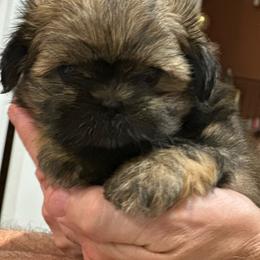 Maple - Brindle female Shih Tzu puppy in Boaz, Alabama from Happy Haven Farm