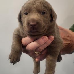Comet - Silver male Dilute Retriever puppy in New Providence, Pennsylvania from Southernend Silvers