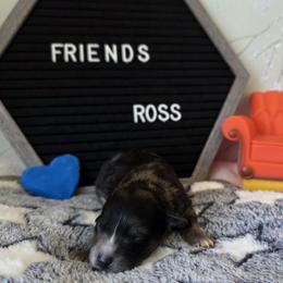 Ross ( red collar) - Black and tan male Schnoodle puppy in Novinger, Missouri from Stormi Sky Schnoodles