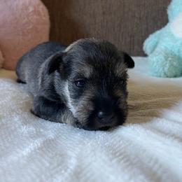 Burgundy Collared Girl - Black and silver female Miniature Schnauzer puppy in San Diego, California from KMS-Miniature Schnauzers