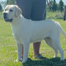 Boy 1 - Yellow male Labrador Retriever puppy in Jamestown, Ohio from Heartlands Quality Labrador Retrievers
