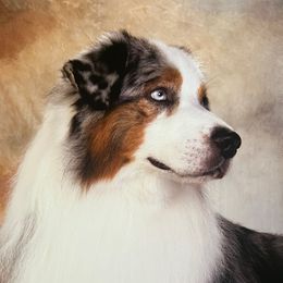 Australian Shepherd puppies from Imagine Australian Shepherds